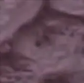 Royal Purple metallic epoxy